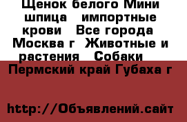 Щенок белого Мини шпица , импортные крови - Все города, Москва г. Животные и растения » Собаки   . Пермский край,Губаха г.